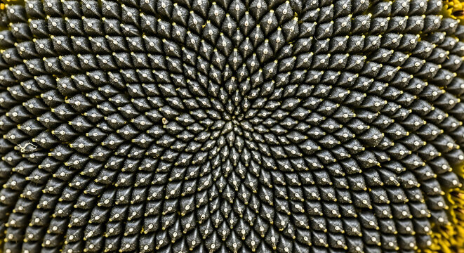 Macro View of Sunflower Seed Head Showing Perfect Fibonacci Spiral Pattern in Nature