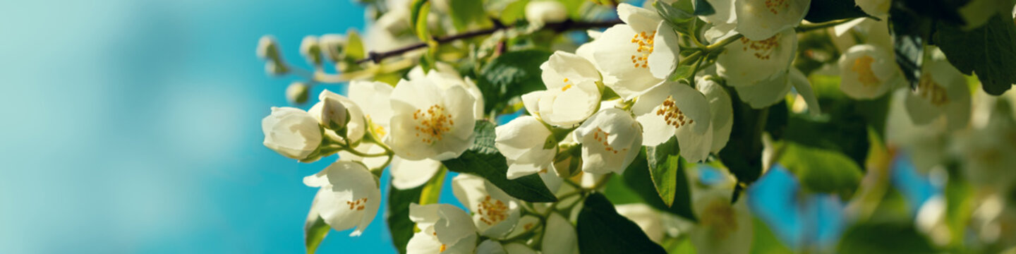 Jasmine flowers blossoming on the bush against sky
