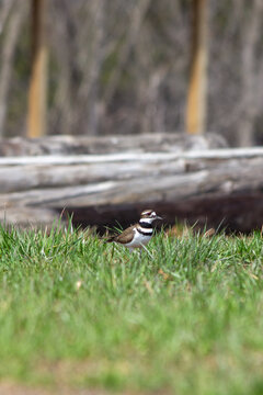 killdeer in the grass