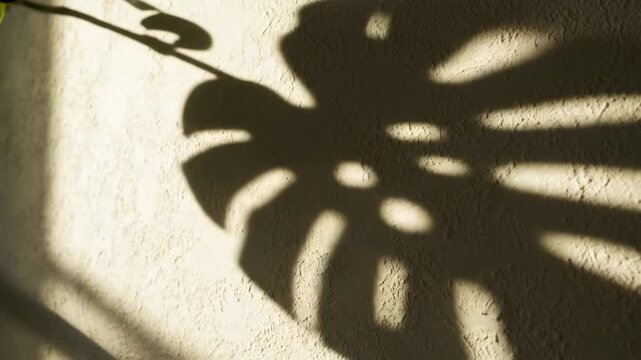 Tropical leaf shadow dance on sunlit wall: monstera movement captured in golden light