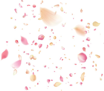 Falling pink and peach flower petals isolated romantic floral background for Valentines Day wedding anniversary and beauty
