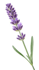 Delicate purple lavender flower spike with slender green leaves isolated on transparent background