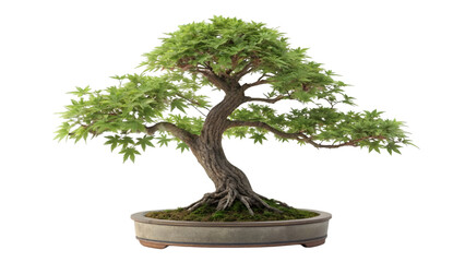 Beautifully shaped green Japanese maple bonsai tree meticulously cultivated in a shallow ceramic container on transparent background. on transparent background
