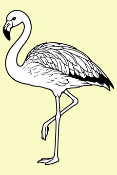 Andean Flamingo Standing on One Leg in Flat Line Art Style Vector Illustration