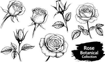 Hand-Drawn Botanical Rose Collection: A Vintage Sketch of Blooming Flowers