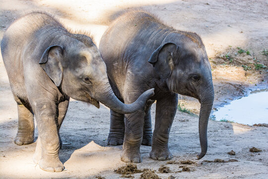 Two young babies of Elephas maximus - Asian elephants living in captivity
