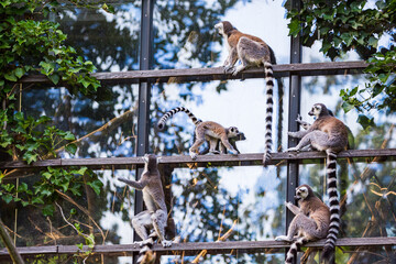 Naklejka premium Lemurs family living in captivity