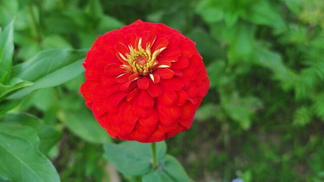 The red zinnias sway in the breeze.