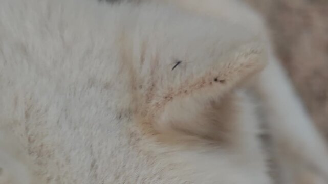 Mosquitoes are swarming around the dog's head.