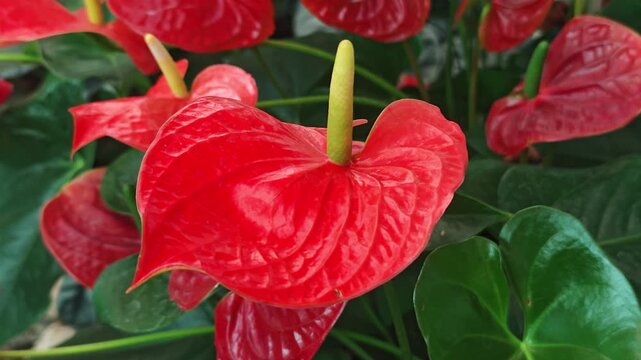 The red anthurium flowers are beautiful and vibrant.