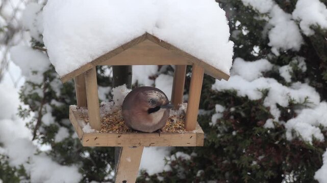 Bird Jay Eats From Feeder in Winter. Wildlife Bird Jay in All Kinds of Wooded Areas, Forest Parks Garden. Caring For Birds in Winter. Hungry Birds Eat Food From Hanging Feeder on Winter Snow Day.