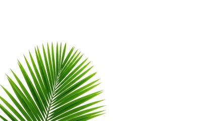 Obraz premium Vibrant green palm leaf on white background