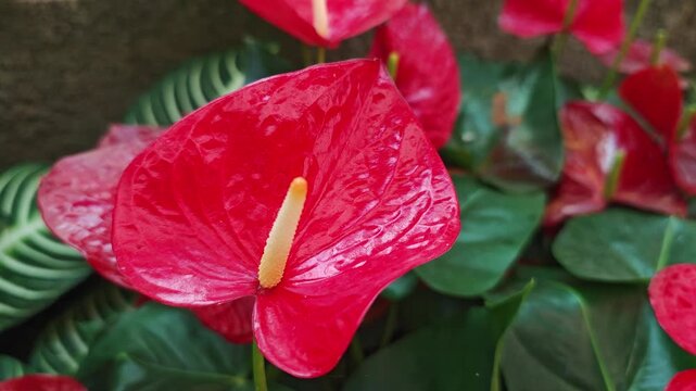 The red anthurium flowers are beautiful and vibrant.
