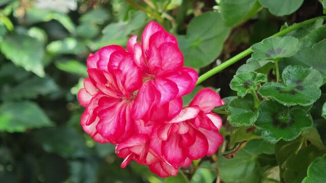 Red and white geranium in the garden.