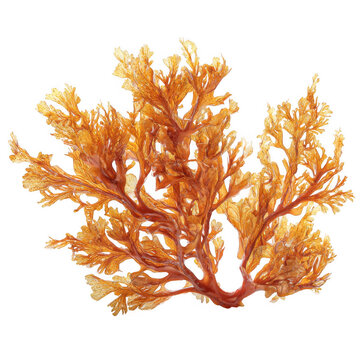 sargassum brown algae isolated [Transparent Background PNG].