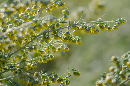 Wormwood. Flowering absinthium. Medicinal plant. Background blur. Wormwood on the field in the sunlight Blooming wild field