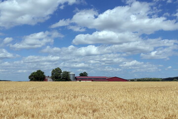 Bauernhof in einem Getreidefeld