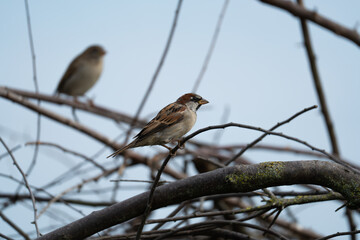 Fototapeta premium House sparrows sit on branches. Clean sky background. Rock sparrow Petronia petronia with a thick beak and short tail.