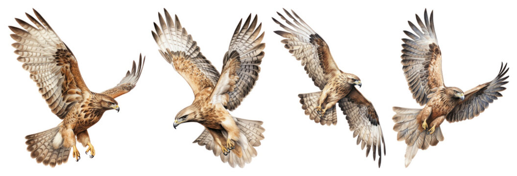 PNG Majestic hawks in flight on transparent background