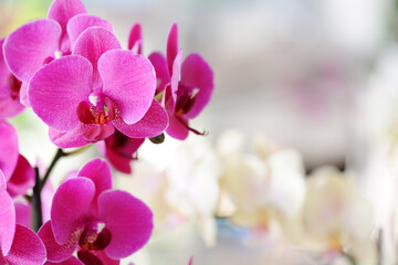 Beautiful purple orchid flowers