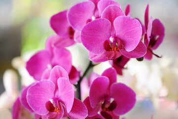 Beautiful purple orchid flowers