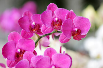 Beautiful purple orchid flowers