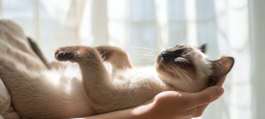 The Cat Relaxing in Gentle Sunlight Cradled in Caring Human Hands Indoors