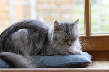 &Auml;ltere Maine Coon Katze an ihrem Fensterplatz
