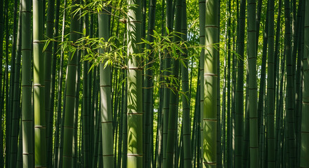 Fototapeta premium Serene and tranquil natural bamboo forest landscape, featuring lush green stalks reaching skyward, evoking peace and organic beauty under soft, dappled sunlight