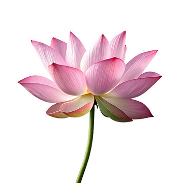 Pink lotus traditional flower  isolated on transparent background