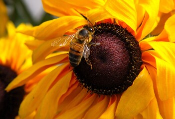 OLYMPUS DIGITAL CAMERA © Piotr