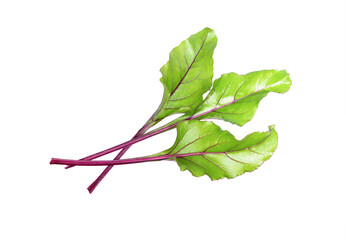 Beet leaves on white