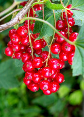 Bunch of ripe red currant berries on a branch.
