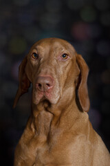 Portr&auml;t eines Magyar Vizsla