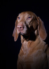 Portr&auml;t eines Magyar Vizsla