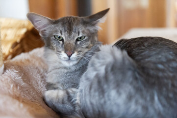 Orientalisch Langhaar Katze liegt in ihrem K&ouml;rbchen