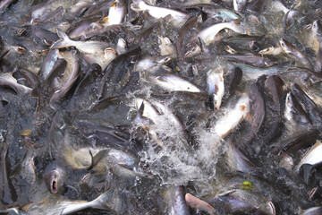 Big Striped catfish or Swai fishes huddle each other for food in a Chao Praya river front of Wat Pariwat Ratchasongkhram temple.