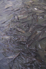 Big Striped catfish or Swai fishes huddle each other for food in a Chao Praya river front of Wat Pariwat Ratchasongkhram temple.