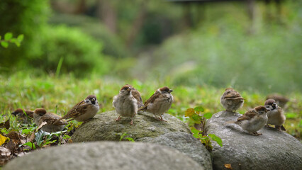 公園で遊んでいるスズメ