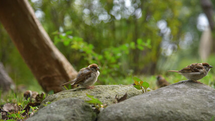 公園で遊んでいるスズメ