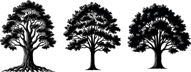 Set of three detailed black oak tree silhouettes with leafy branches and roots isolated on white background for landscape design © Zakir