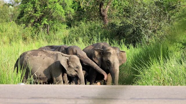 elephant hard drik some water
