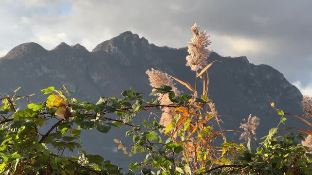 mountain view on a cloudy day with green bush and white pampas grass blowing in wind