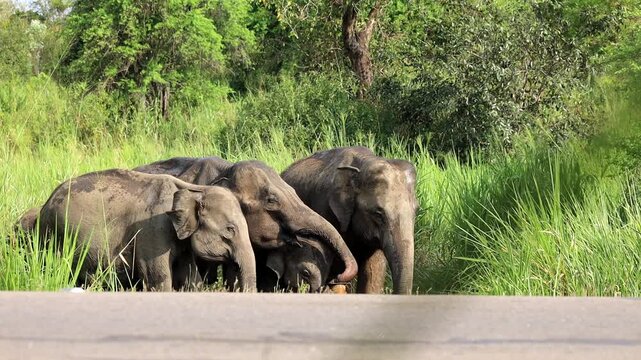 elephant hard drik some water