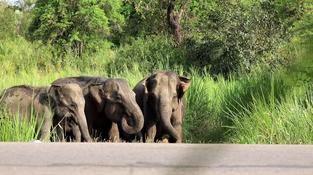 elephant hard drik some water