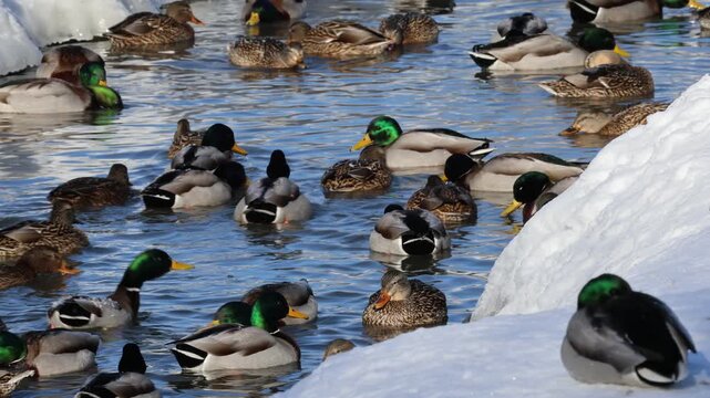 canard colvert sur un &eacute;tang en hiver	
