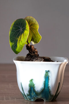 Stefania Nova (Kawasaki) young plant in a ceramic pot in the rays of the setting sun on a table. Caudex plant. Favorite hobby. Minimalism.