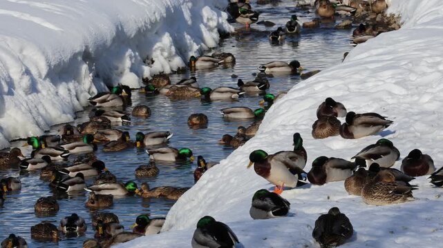 canard colvert sur un &eacute;tang en hiver