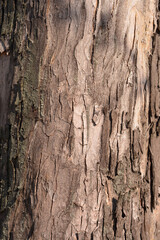 Obraz premium Silver maple bark detail - Latin name - Acer saccharinum