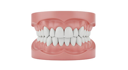 Obraz premium Dental model showing perfect teeth alignment, isolated on white or transparent background. PNG